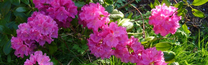 rhododendron 1.jpg